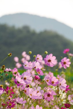 cosmos çiçek çiçek açan alanında