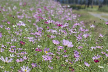 Bahçede çiçek açan kozmos çiçekleri