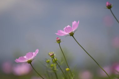 Bahçede çiçek açan kozmos çiçekleri