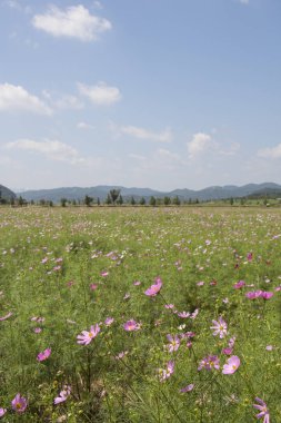 Bahçede çiçek açan kozmos çiçekleri