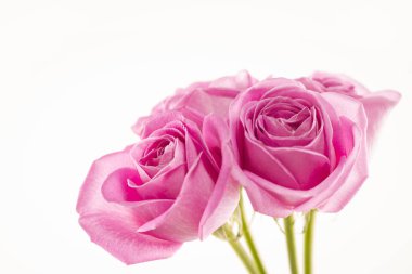 Güzel pembe gül arka planda izole