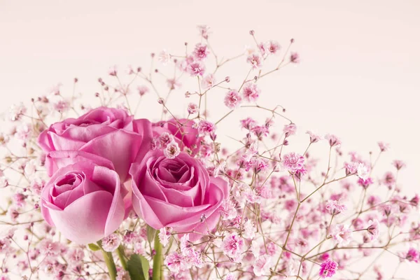 Vacker Rosa Ros Isolerad Bakgrunden — Stockfoto