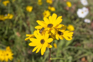 Krizantem bahçede çiçek açıyor