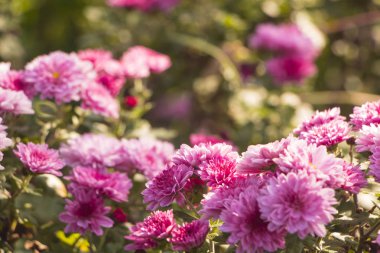 Krizantem bahçede çiçek açıyor