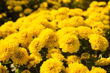 Krizantem bahçede çiçek açıyor