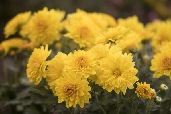 Chrysanthemum Цветущий Саду — стоковое фото