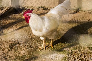 Hen evindeki hens. Biyo çiftlikteki hen'ler. Tavuk evinde tavuk. Güneşli bir günde çiftlikte Tavuklar