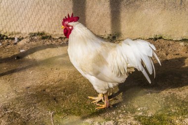 Hen evindeki hens. Biyo çiftlikteki hen'ler. Tavuk evinde tavuk. Güneşli bir günde çiftlikte Tavuklar