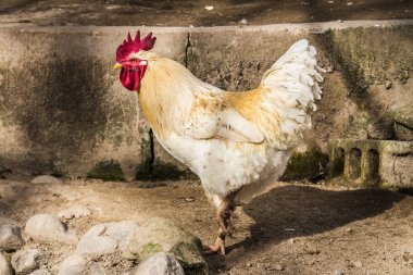 Hen evindeki hens. Biyo çiftlikteki hen'ler. Tavuk evinde tavuk. Güneşli bir günde çiftlikte Tavuklar