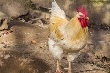 Hen evindeki hens. Biyo çiftlikteki hen'ler. Tavuk evinde tavuk. Güneşli bir günde çiftlikte Tavuklar