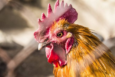 Hen evindeki hens. Biyo çiftlikteki hen'ler. Tavuk evinde tavuk. Güneşli bir günde çiftlikte Tavuklar