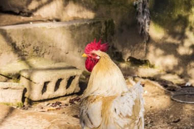 Hen evindeki hens. Biyo çiftlikteki hen'ler. Tavuk evinde tavuk. Güneşli bir günde çiftlikte Tavuklar