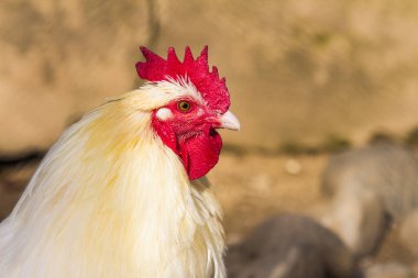 Hen evindeki hens. Biyo çiftlikteki hen'ler. Tavuk evinde tavuk. Güneşli bir günde çiftlikte Tavuklar