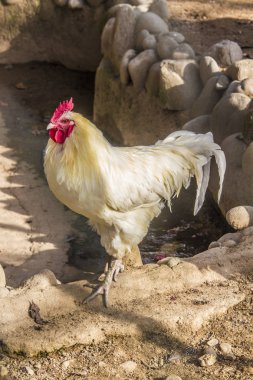 Hen evindeki hens. Biyo çiftlikteki hen'ler. Tavuk evinde tavuk. Güneşli bir günde çiftlikte Tavuklar