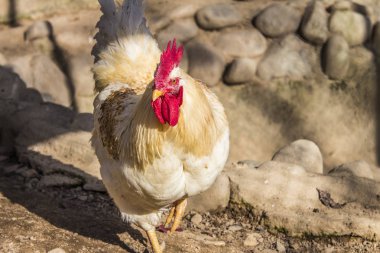 Hen evindeki hens. Biyo çiftlikteki hen'ler. Tavuk evinde tavuk. Güneşli bir günde çiftlikte Tavuklar