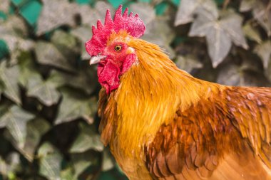 Hen evindeki hens. Biyo çiftlikteki hen'ler. Tavuk evinde tavuk. Güneşli bir günde çiftlikte Tavuklar
