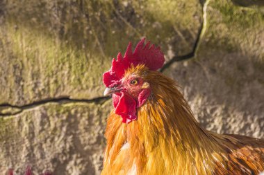 Hen evindeki hens. Biyo çiftlikteki hen'ler. Tavuk evinde tavuk. Güneşli bir günde çiftlikte Tavuklar