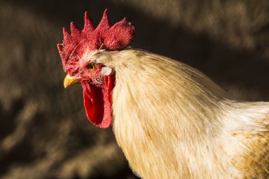 Hen evindeki hens. Biyo çiftlikteki hen'ler. Tavuk evinde tavuk. Güneşli bir günde çiftlikte Tavuklar