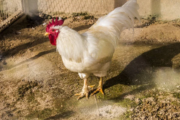 Hen evindeki hens. Biyo çiftlikteki hen'ler. Tavuk evinde tavuk. Güneşli bir günde çiftlikte Tavuklar