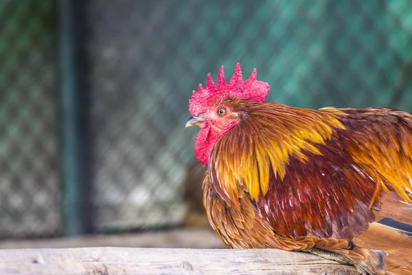 Hens in hen house. Hens in bio farm. Chicken in hen house. Chickens in farm at sunny day