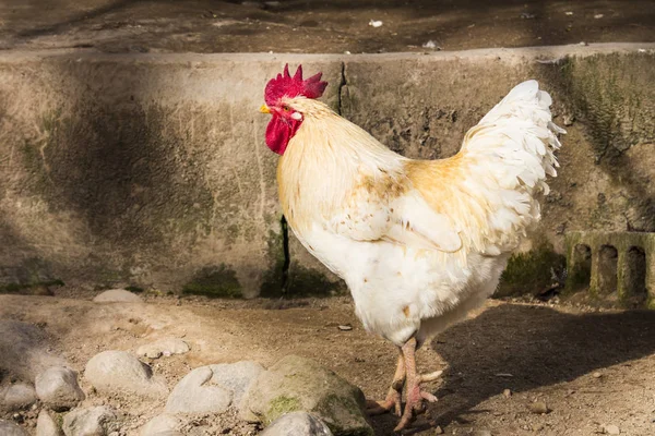 Hen evindeki hens. Biyo çiftlikteki hen'ler. Tavuk evinde tavuk. Güneşli bir günde çiftlikte Tavuklar
