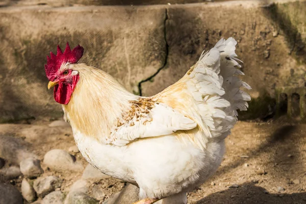 Hen evindeki hens. Biyo çiftlikteki hen'ler. Tavuk evinde tavuk. Güneşli bir günde çiftlikte Tavuklar