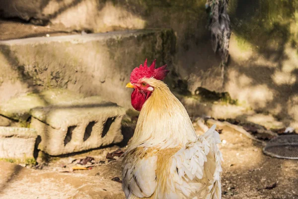 Hen evindeki hens. Biyo çiftlikteki hen'ler. Tavuk evinde tavuk. Güneşli bir günde çiftlikte Tavuklar
