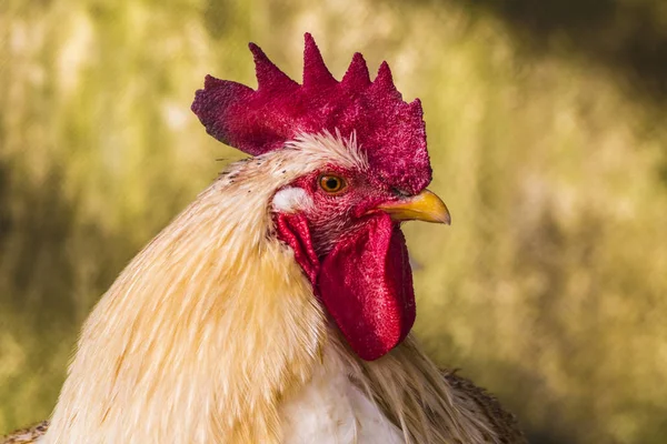 Hen evindeki hens. Biyo çiftlikteki hen'ler. Tavuk evinde tavuk. Güneşli bir günde çiftlikte Tavuklar