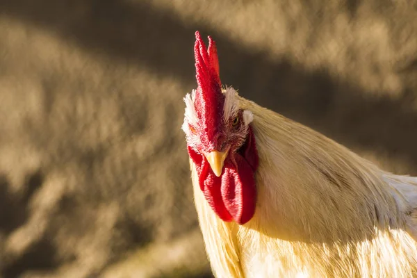 Hen evindeki hens. Biyo çiftlikteki hen'ler. Tavuk evinde tavuk. Güneşli bir günde çiftlikte Tavuklar