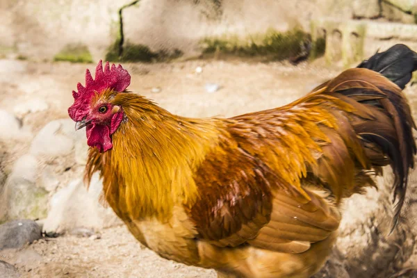 Hen evindeki hens. Biyo çiftlikteki hen'ler. Tavuk evinde tavuk. Güneşli bir günde çiftlikte Tavuklar