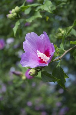 Bahçede açan Sharon Gülü