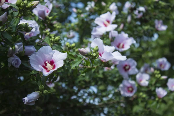 Rose Sharon Fleurissant Dans Jardin — Photo