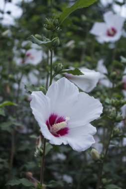 Bahçede açan Sharon Gülü