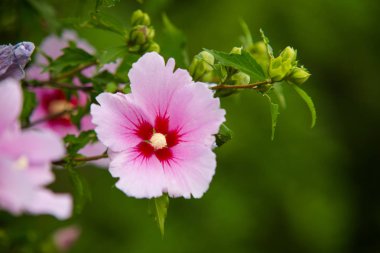 Bahçede açan Sharon Gülü