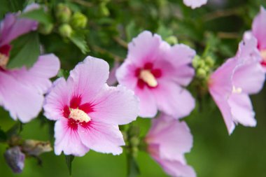 Bahçede açan Sharon Gülü