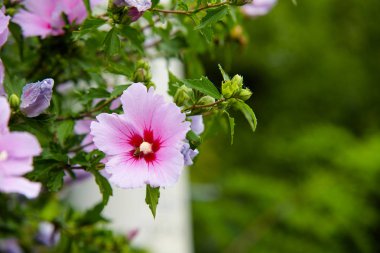 Bahçede açan Sharon Gülü