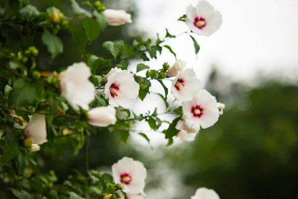 Bahçede açan Sharon Gülü