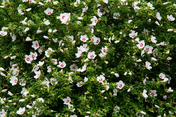 Rosa Sharon Floreciendo Jardín — Foto de Stock