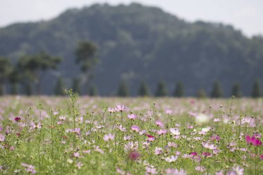 Bahçede çiçek açan kozmos çiçekleri