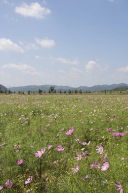 Bahçede çiçek açan kozmos çiçekleri