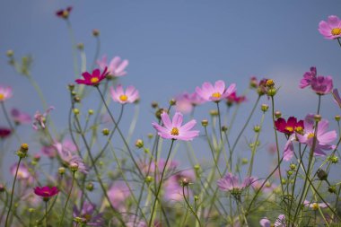 Bahçede çiçek açan kozmos çiçekleri