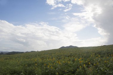 Bahçede açan ayçiçeği