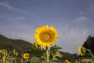 Bahçede açan ayçiçeği