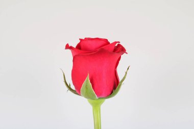 Güzel kırmızı gül beyaz arka plan izole