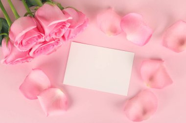 Güzel pembe gül beyaz arka plan izole