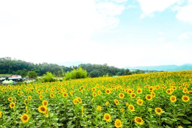 Bahçede açan ayçiçeği