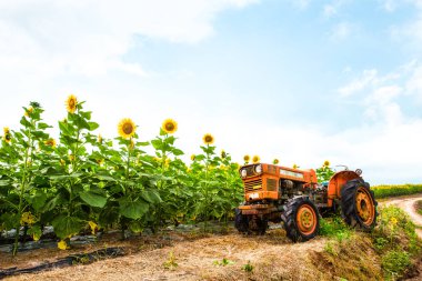 Bahçede açan ayçiçeği