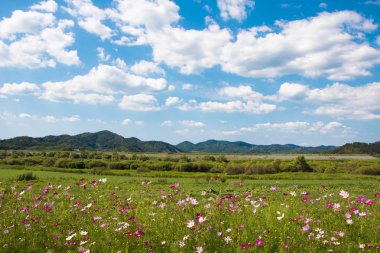Bahçede çiçek açan kozmos çiçekleri