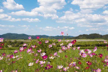 Bahçede çiçek açan kozmos çiçekleri