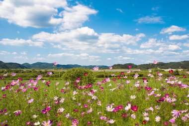 Bahçede çiçek açan kozmos çiçekleri